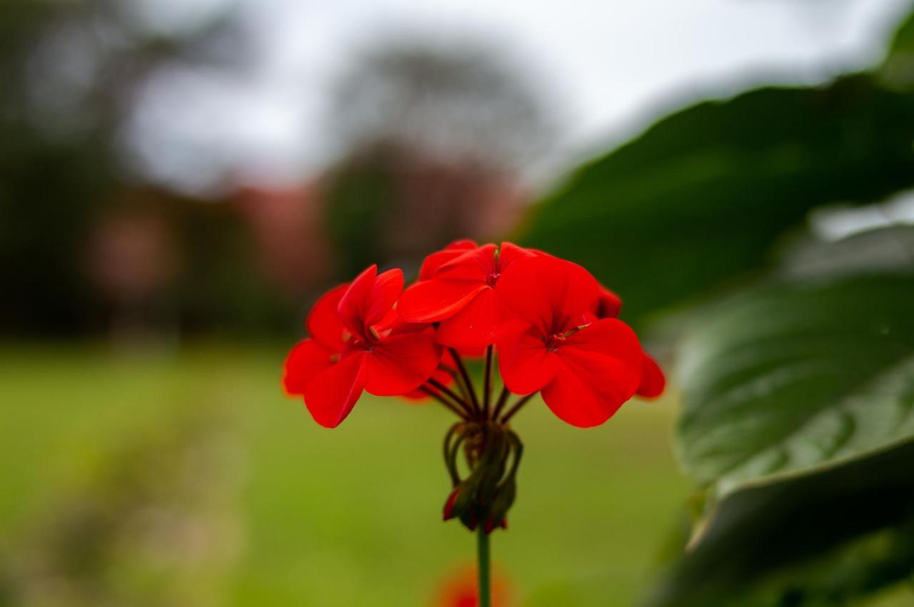 Pousada Rio Vermelho Florianópolis Esterno foto
